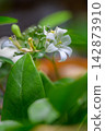Fresh white flower blossom on green leaf branch outdoors in serene nature garden bringing peaceful calm feeling with copy space 142873910