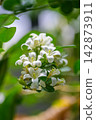 Fresh blooming white orange jessamine flower cluster in peaceful green garden showing natural purity, serenity, and soft bright blossom 142873911