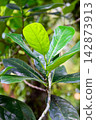Fresh green leaf growing on tree branch in vibrant tropical garden, conveying lively peaceful emotion with copy space 142873913