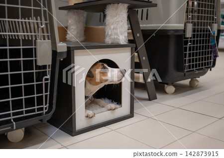 A Jack Russell Terrier peeks out from its house. A Jack Russell Terrier peeks out from its house. 142873915