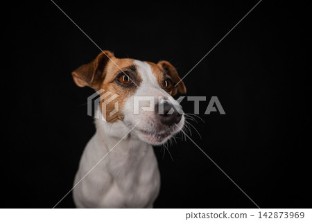 A close-up portrait of a Jack Russell Terrier dog on a black background. A close-up portrait of a Jack Russell Terrier dog on a black background. 142873969
