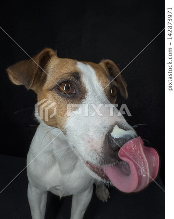 Close-up portrait of a Jack Russell Terrier licking its nose on a black background. Close-up portrait of a Jack Russell Terrier licking its nose on a black background. 142873971