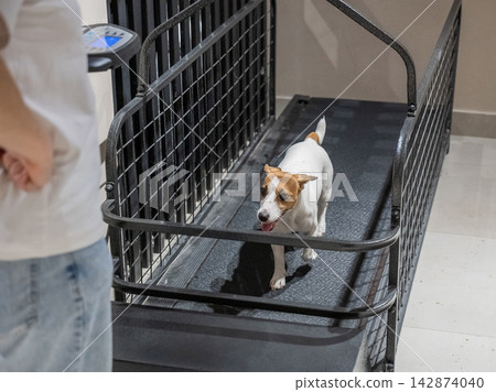 A Jack Russell Terrier runs on a treadmill. 142874040