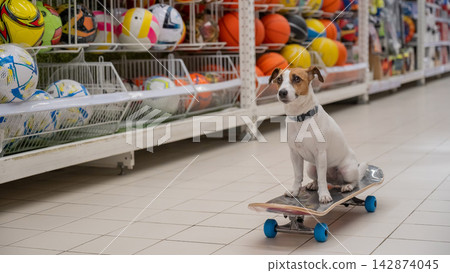 A Jack Russell Terrier rides a longboard at a shopping mall. A Jack Russell Terrier rides a longboard at a shopping mall. 142874045