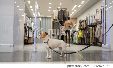 A Jack Russell Terrier dog with its owner at a shopping mall.  142874052