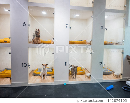 Dogs rest in individual glass cages at a veterinary clinic. Dogs rest in individual glass cages at a veterinary clinic. 142874103