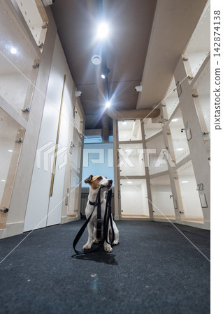 A Jack Russell Terrier dog in a capsule hotel for pets. The dog waits for its owner with a leash in its mouth. A Jack Russell Terrier dog in a capsule hotel for pets. The dog waits for its owner with a leash in its mouth. 142874138