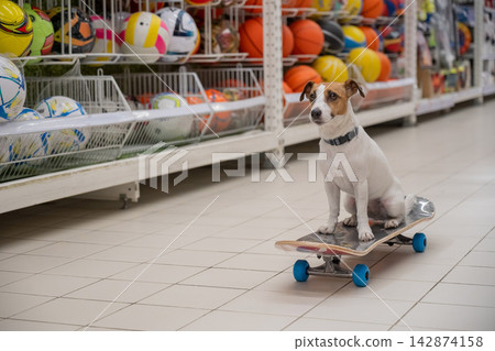 A Jack Russell Terrier rides a longboard at a shopping mall. 142874158