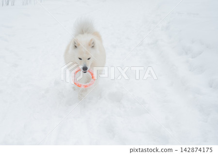 A Samoyed dog plays with a puller on a winter walk. A Samoyed dog plays with a puller on a winter walk. 142874175