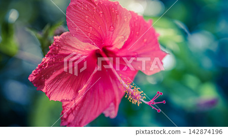 Vivid red hibiscus flower trailing stamen lush green bokeh sunlit tropical garden vibrant exotic bloom detail. Perfect nature botanical closeup summer. Fresh exotic outdoors wellness natural green 142874196