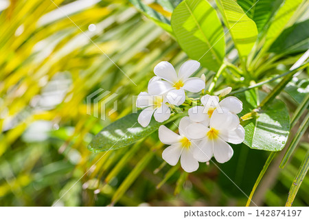 Pretty white frangipani blooms lush green palm foliage soft bokeh natural daylight fresh tropical flower detail. Perfect nature botanical closeup summer. Fresh exotic outdoors wellness natural green Pretty white frangipani blooms lush green palm foliage soft bokeh natural daylight fresh tropical flower detail. Perfect nature botanical closeup summer. Fresh exotic outdoors wellness natural green 142874197