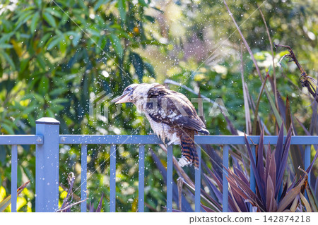 An Australian Kookaburra shaking off water after taking a swim An Australian Kookaburra shaking off water after taking a swim 142874218