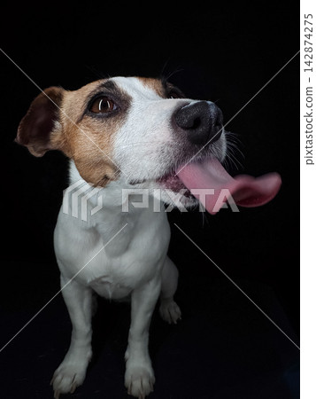 Close-up portrait of a Jack Russell Terrier licking its nose on a black background. Close-up portrait of a Jack Russell Terrier licking its nose on a black background. 142874275