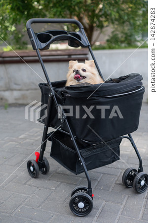 Cute spitz dog in pet stroller outdoors. Cute spitz dog in pet stroller outdoors. 142874283
