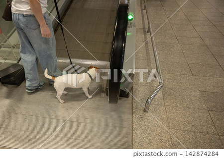 A woman and a Jack Russell Terrier on a moving walkway. The dog is afraid of the escalator. A woman and a Jack Russell Terrier on a moving walkway. The dog is afraid of the escalator. 142874284