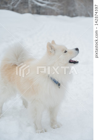 A portrait of a Samoyed dog on a walk in winter. A portrait of a Samoyed dog on a walk in winter. 142874397