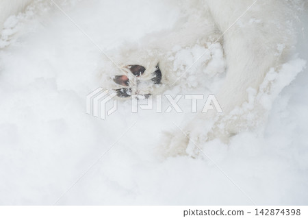 A close-up of a Samoyed dog's paws on a winter walk. A close-up of a Samoyed dog's paws on a winter walk. 142874398