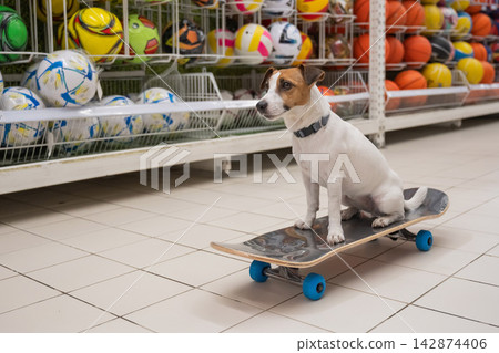 A Jack Russell Terrier rides a longboard at a shopping mall. A Jack Russell Terrier rides a longboard at a shopping mall. 142874406