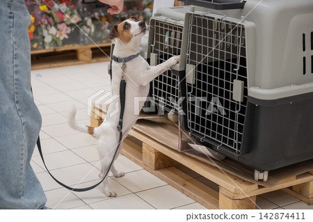 A Jack Russell Terrier chooses a travel box at a shopping mall. A Jack Russell Terrier chooses a travel box at a shopping mall. 142874411