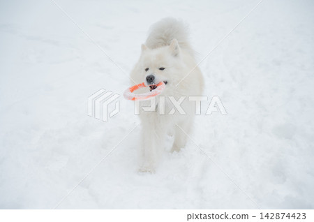 A Samoyed dog plays with a puller on a winter walk. A Samoyed dog plays with a puller on a winter walk. 142874423