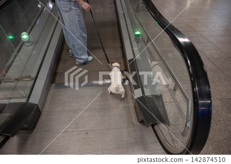 A woman and a Jack Russell Terrier on a moving walkway. The dog is afraid of the escalator. A woman and a Jack Russell Terrier on a moving walkway. The dog is afraid of the escalator. 142874510