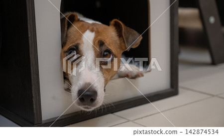 A Jack Russell Terrier peeks out from its house. A Jack Russell Terrier peeks out from its house. 142874534