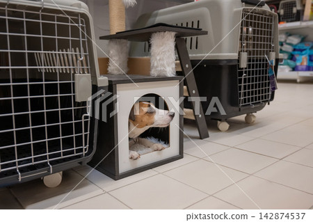 A Jack Russell Terrier peeks out from its house. A Jack Russell Terrier peeks out from its house. 142874537