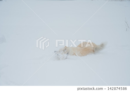 A Samoyed dog runs through the snow. A Samoyed dog runs through the snow. 142874586