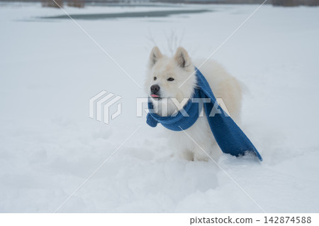 A Samoyed dog wearing a knitted scarf takes a walk in winter. A Samoyed dog wearing a knitted scarf takes a walk in winter. 142874588