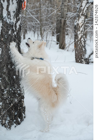 A Samoyed dog stood on a birch tree during a winter walk. A Samoyed dog stood on a birch tree during a winter walk. 142874626