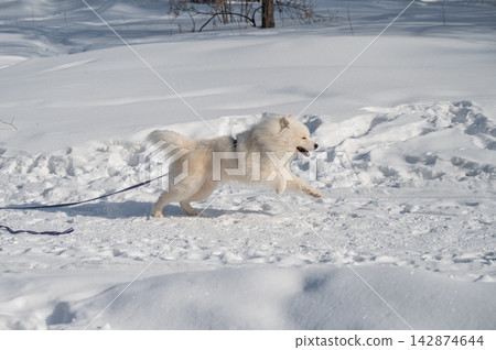 Fluffy samoyed dog walking on snowy winter trail 142874644