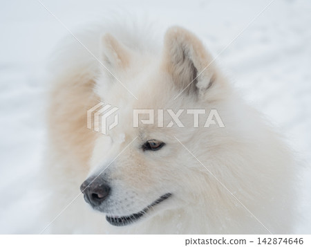 A portrait of a Samoyed dog on a walk in winter.  142874646