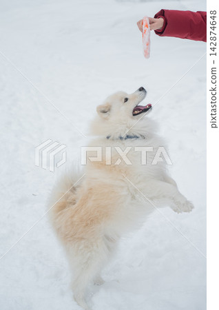 A portrait of a Samoyed dog on a walk in winter. A portrait of a Samoyed dog on a walk in winter. 142874648