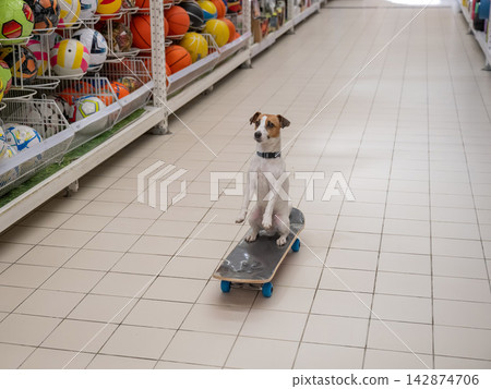 A Jack Russell Terrier rides a longboard at a shopping mall. A Jack Russell Terrier rides a longboard at a shopping mall. 142874706