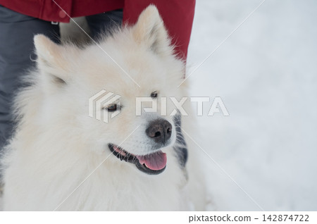 Happy samoyed dog smiling in winter snow Happy samoyed dog smiling in winter snow 142874722