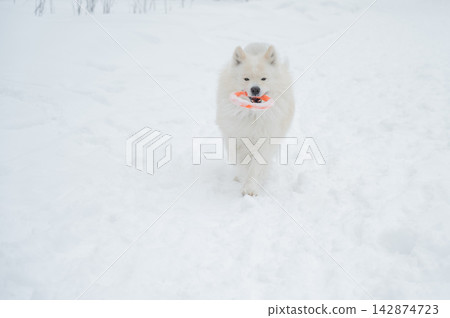A Samoyed dog plays with a puller on a winter walk. A Samoyed dog plays with a puller on a winter walk. 142874723