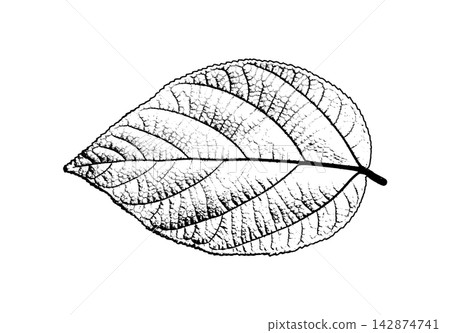Delicate leaf skeleton showing fine vascular network and curved stem Delicate leaf skeleton showing fine vascular network and curved stem 142874741