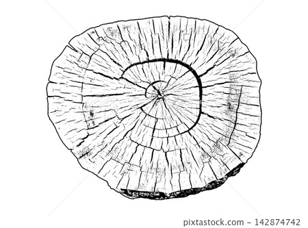 Round tree trunk slice with central growth rings and radial grain Round tree trunk slice with central growth rings and radial grain 142874742