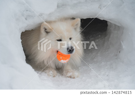 White Samoyed dog with orange ball in mouth standing inside snow tunnel, winter outdoor scene 142874815