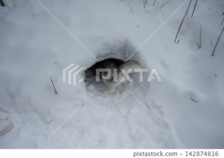 Siberian husky dog entering snow tunnel in winter forest, funny view of fluffy tail. Siberian husky dog entering snow tunnel in winter forest, funny view of fluffy tail. 142874816