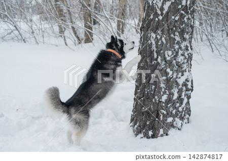 Siberian husky dog standing on hind legs against tree trunk in snowy winter forest, vertical shot Siberian husky dog standing on hind legs against tree trunk in snowy winter forest, vertical shot 142874817