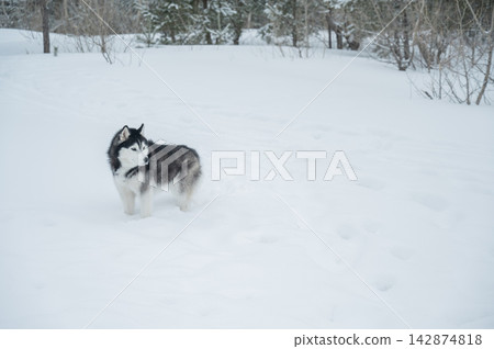 Siberian husky dog running away in deep snow towards winter forest Siberian husky dog running away in deep snow towards winter forest 142874818