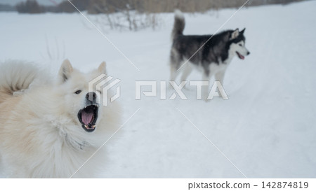 Two fluffy sled dogs in snowy winter landscape. Two fluffy sled dogs in snowy winter landscape. 142874819