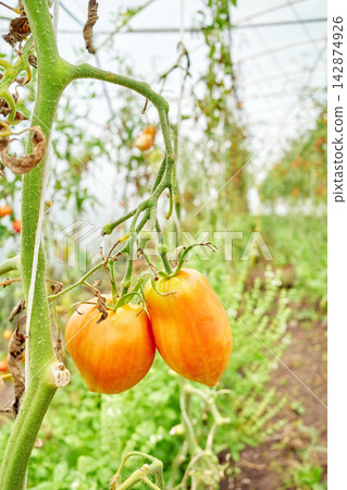 Organically grown tomatoes in a greenhouse, selective focus. Organically grown tomatoes in a greenhouse, selective focus. 142874926