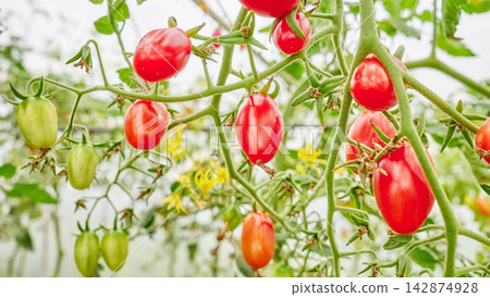 Organically grown tomatoes in a greenhouse, selective focus. Organically grown tomatoes in a greenhouse, selective focus. 142874928