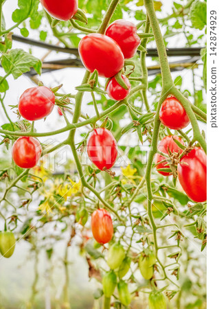 Organically grown tomatoes in a greenhouse, selective focus. Organically grown tomatoes in a greenhouse, selective focus. 142874929