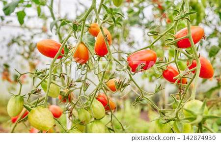 Organically grown tomatoes in a greenhouse, selective focus. Organically grown tomatoes in a greenhouse, selective focus. 142874930