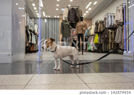 A Jack Russell Terrier dog with its owner at a shopping mall. A Jack Russell Terrier dog with its owner at a shopping mall. 142874934