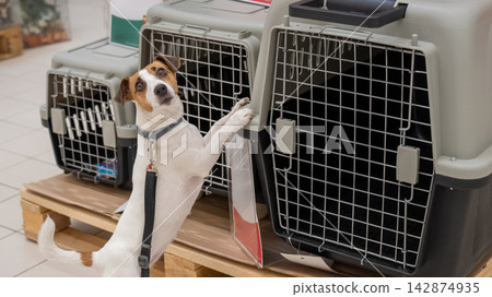 A Jack Russell Terrier chooses a travel box at a shopping mall. A Jack Russell Terrier chooses a travel box at a shopping mall. 142874935