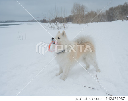 Fluffy samoyed dog jumping and catching snowball in winter Fluffy samoyed dog jumping and catching snowball in winter 142874987
